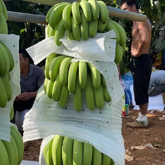 南宁香蕉