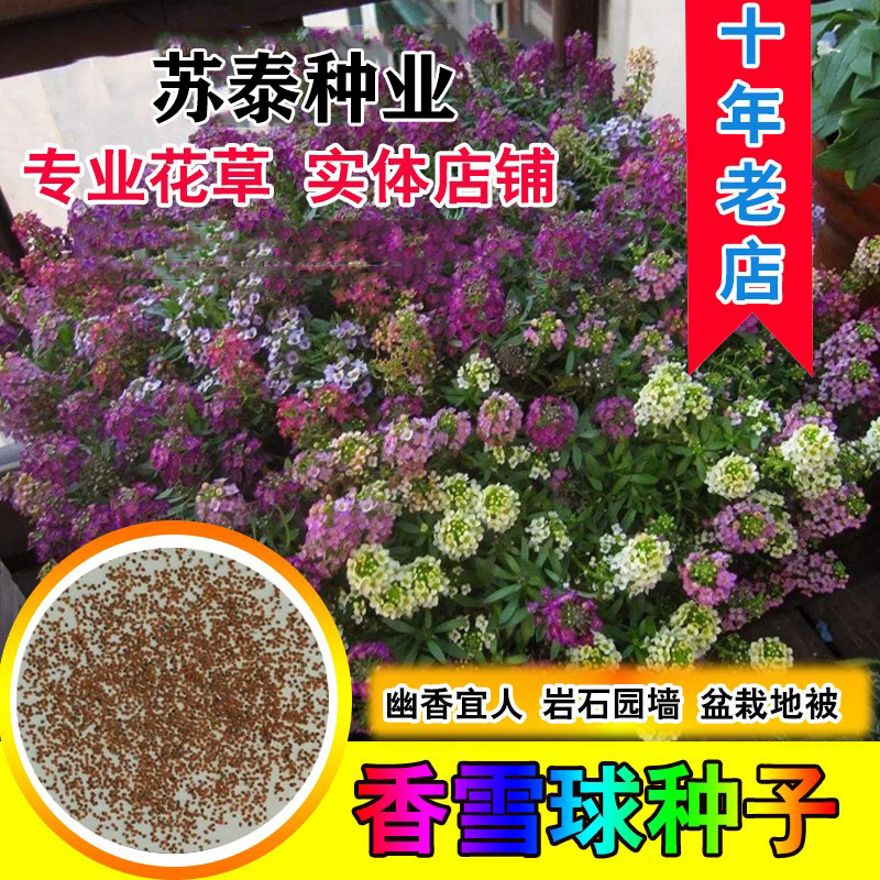南京香雪球种子垂吊花卉景观地被花海室内庭院阳台盆栽多年生耐寒花