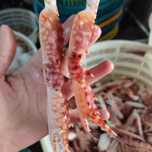北海花蟹苗 蟹钳