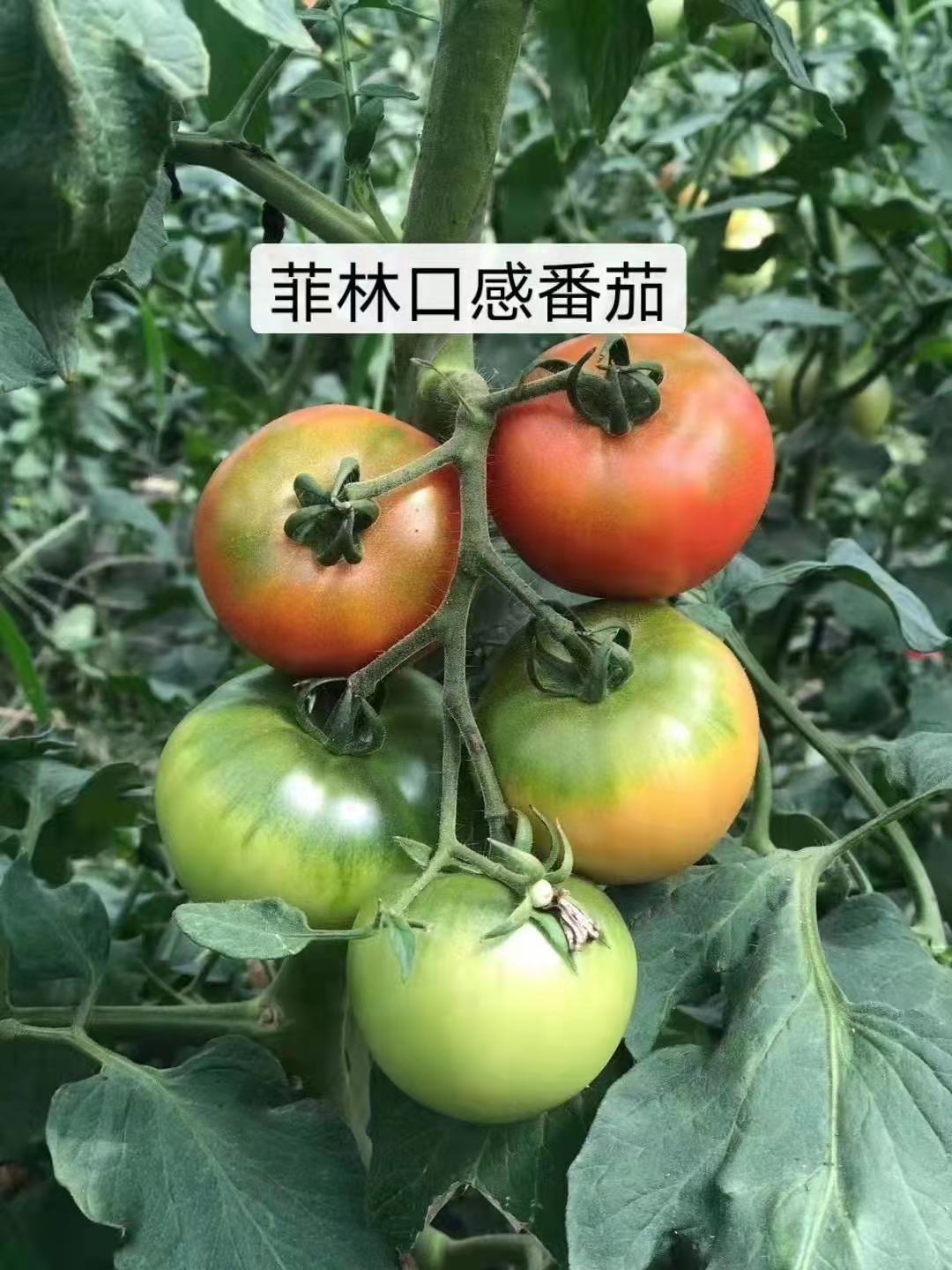 西红柿苗  口感西红柿（菲林，普罗旺斯）