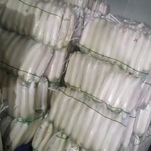 温州白萝卜  湖北沙洋萝卜大量上市，欢迎老板采购