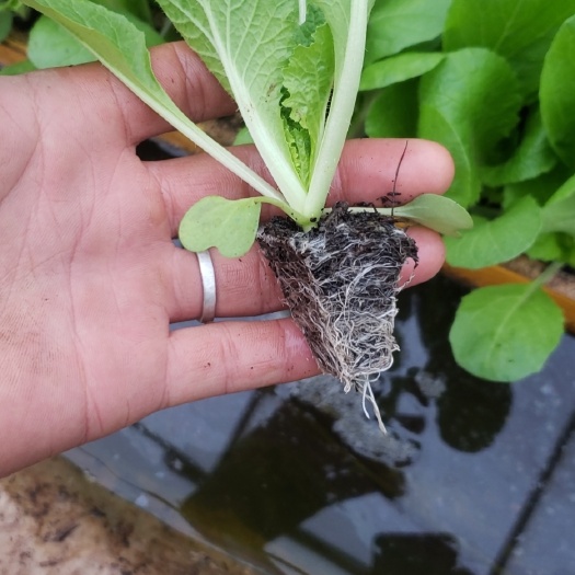 通海县大白菜苗
