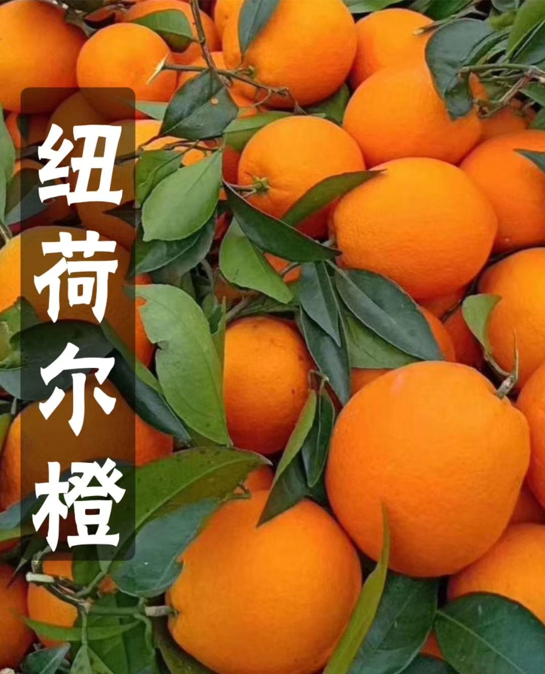 枝江市《爆款》早熟紐荷爾橙 果面紅色 皮薄汁多 口感純甜