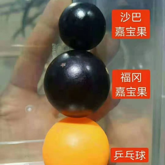 福冈嘉宝果苗大果品种两年苗布袋苗带土带叶 可盆栽地栽庭院种
