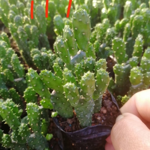 漳州 招财手多肉植物仙人掌基地批发117/35装大量供应品质保证