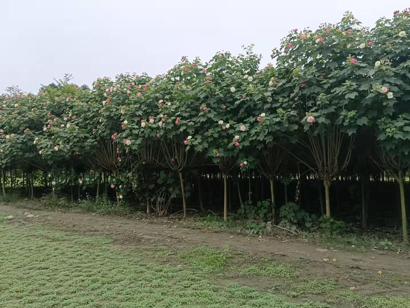 芙蓉花 木芙蓉 成都市郫都区星艺园艺场长期出售独杆和木芙蓉