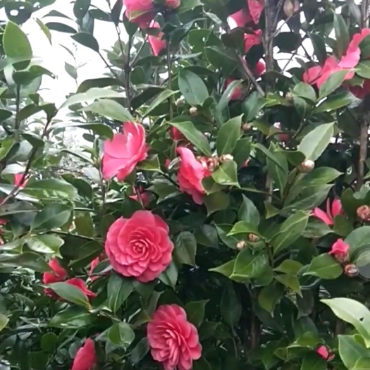 慈利县五色赤丹  茶花 茶花树 六角大红和七芯茶花高约30公分~2