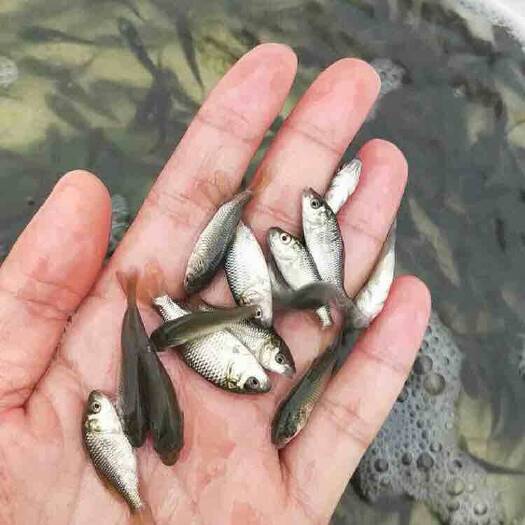 淮安福瑞鲤 福安鲤鱼苗