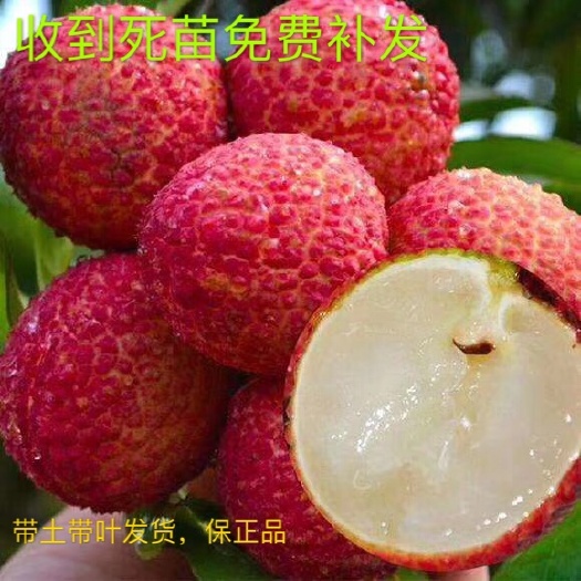 灵山县无核荔枝苗  正品嫁接苗保证正品，个头有鸡蛋大，当年结