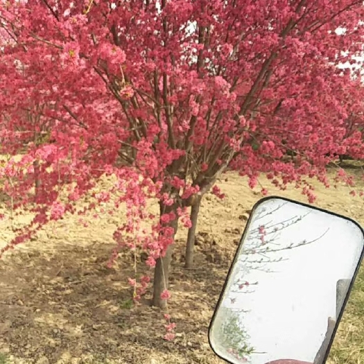 桃树苗 菊花桃树，招手桃树2-14公分
