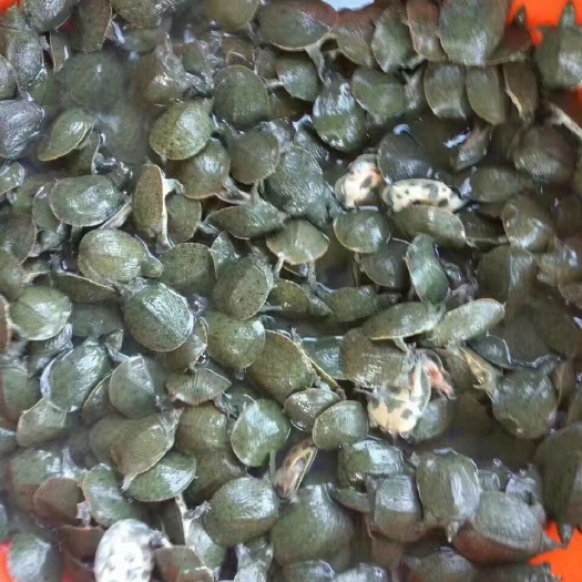 淮安黄沙鳖苗 甲鱼苗