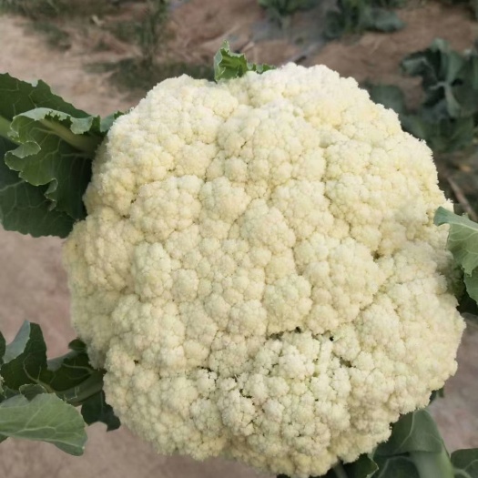 开封河南开封祥符区新鲜白花菜花批发供应