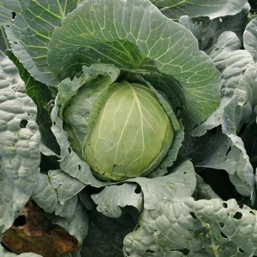 西吉县圆包菜 包菜  自产基地装车
