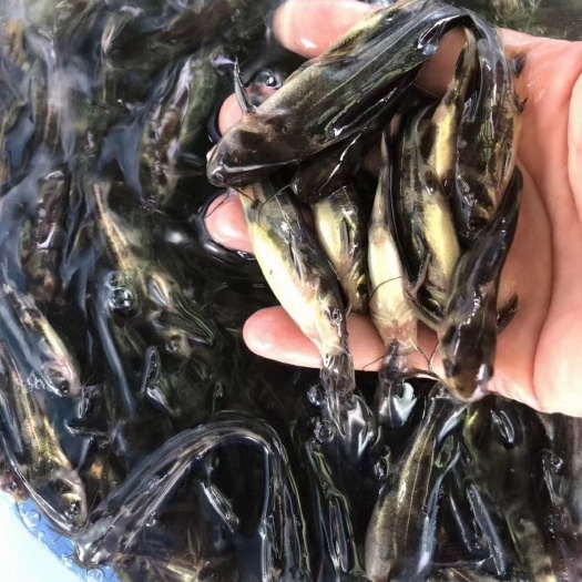 淮安 杂交黄骨鱼苗