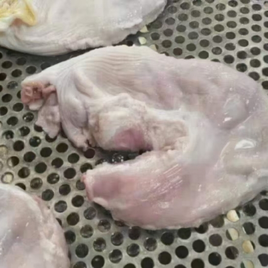 商丘母猪猪肚