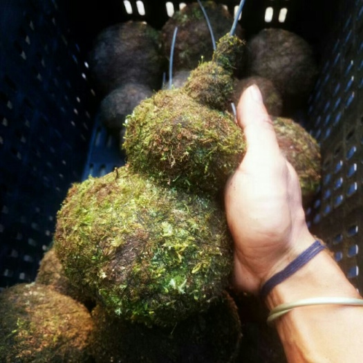 澜沧县 青苔葫芦。用于种植各类石斛。