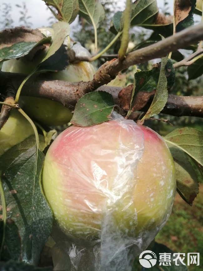 明月苹果苗，青森水蜜桃苹果苗，嫁接成品苗，品种纯正基地直销