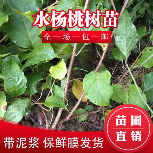 苍溪县猕猴桃苗  猕猴桃实生苗水洋桃苗