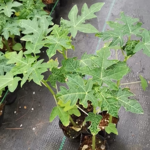 灵山县红心木瓜苗  大青水果木瓜/糖心木瓜/