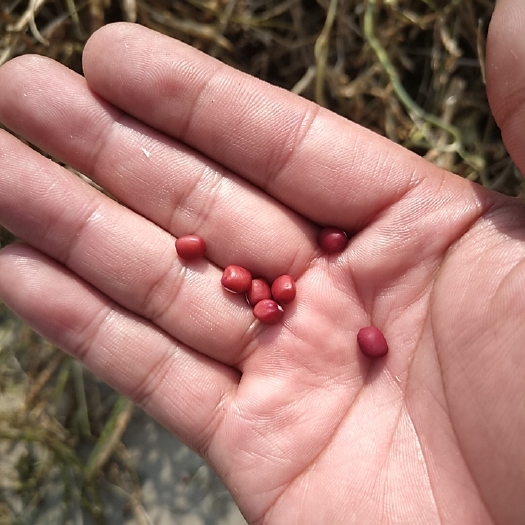 滨州 自家红豆