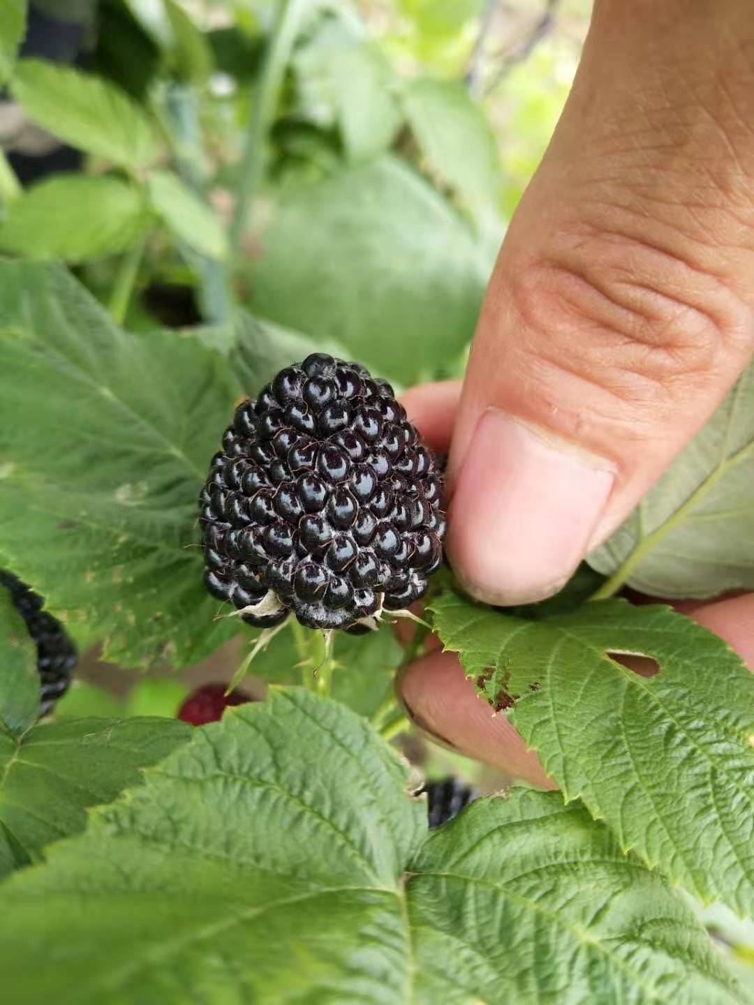 黑树莓苗 实生苗 裸根苗