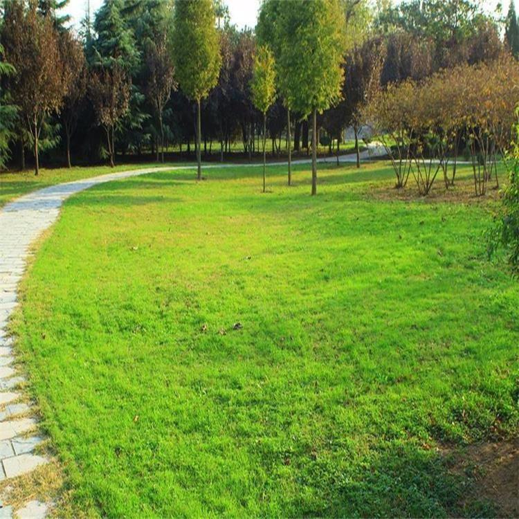 四季青草种子  四季青草种 耐寒耐旱 耐践踏 公园绿化 操场