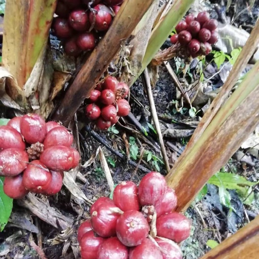 麻栗坡县鲜草果