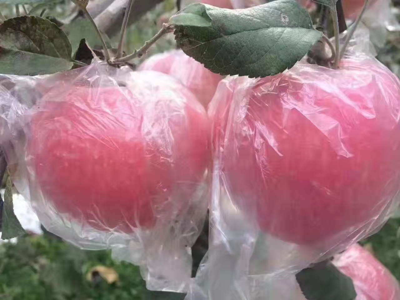 红富士苹果 山西省运城市临猗县 纸+膜袋 