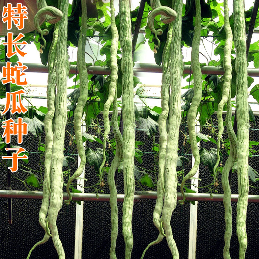蛇瓜种子  特长蛇豆种子 豆角种 春秋种植蔬菜种子 搭架作物