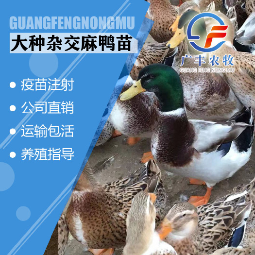 南宁麻鸭苗 大种青头鸭苗 大种杂交四点头麻鸭 郊区杂交鸭 包运输
