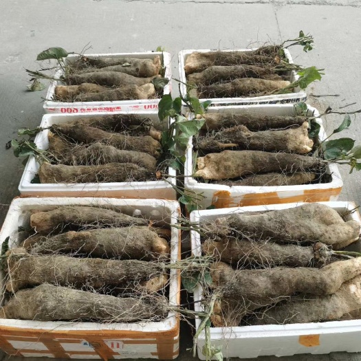 文成县白山药 文成特产糯米山药