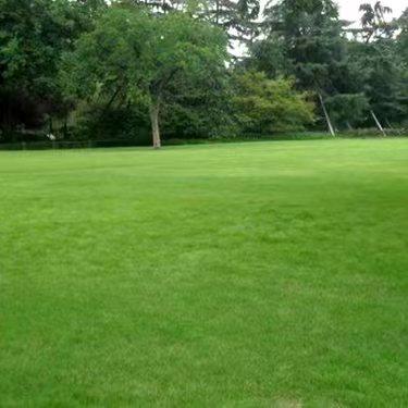 四季青草种子  四季青草种 耐寒耐旱 耐践踏 公园绿化 操场