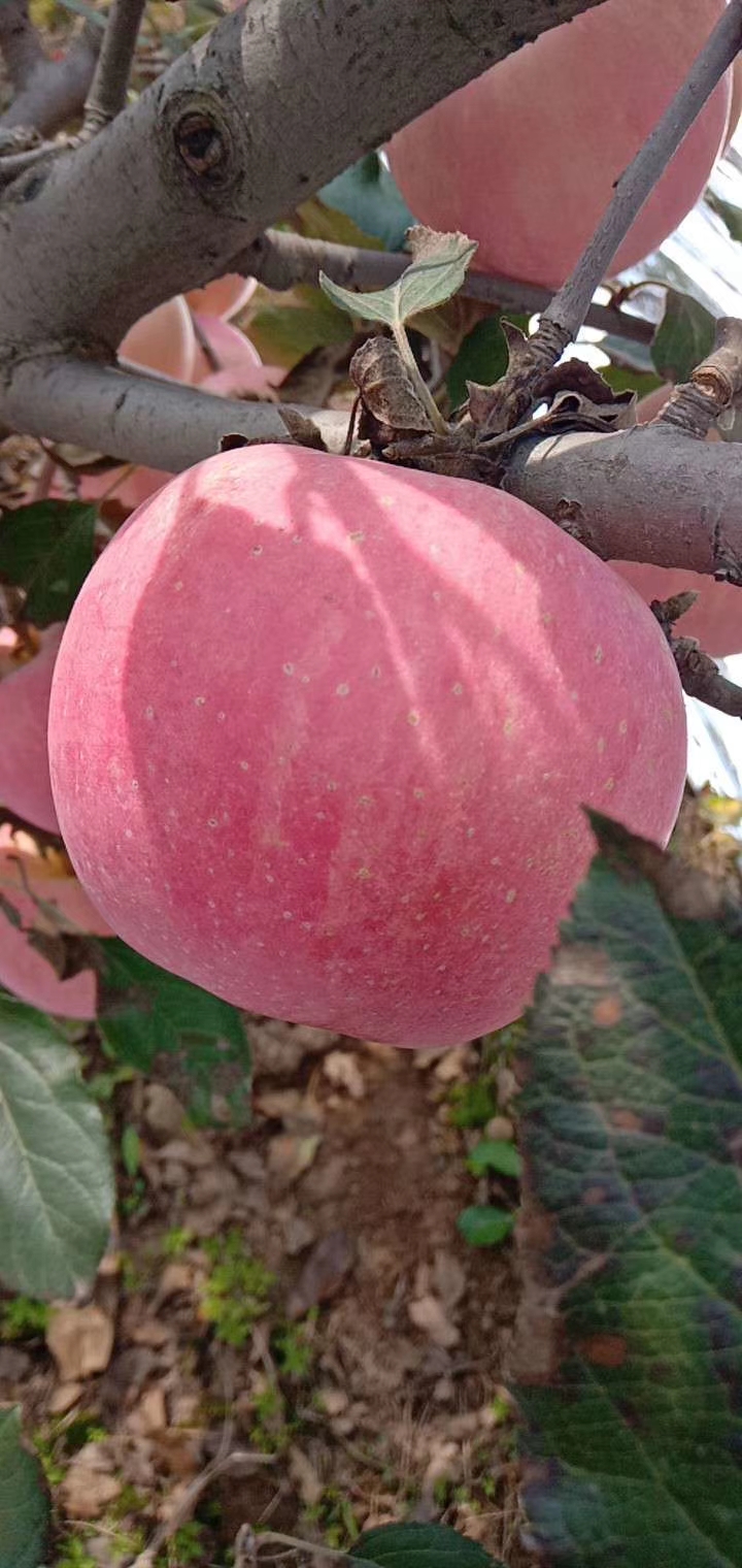 红富士苹果 陕西省咸阳市礼泉县 纸+膜袋 