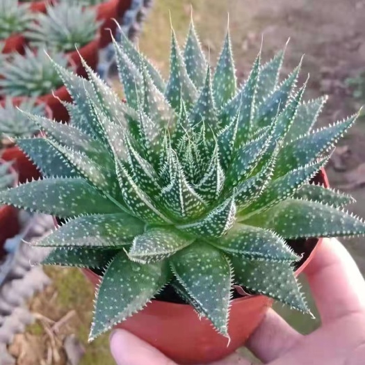 波露 多肉植物 福建花卉种植基地 发货运物流（不包邮）