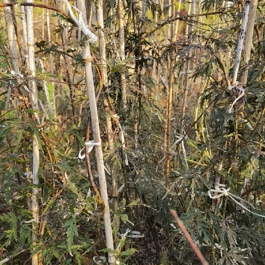 嵊州市 羽毛枫小苗