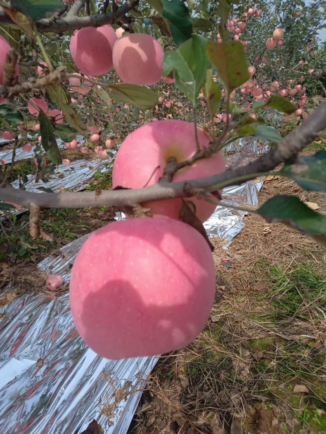 红富士苹果 陕西省咸阳市礼泉县 纸+膜袋 