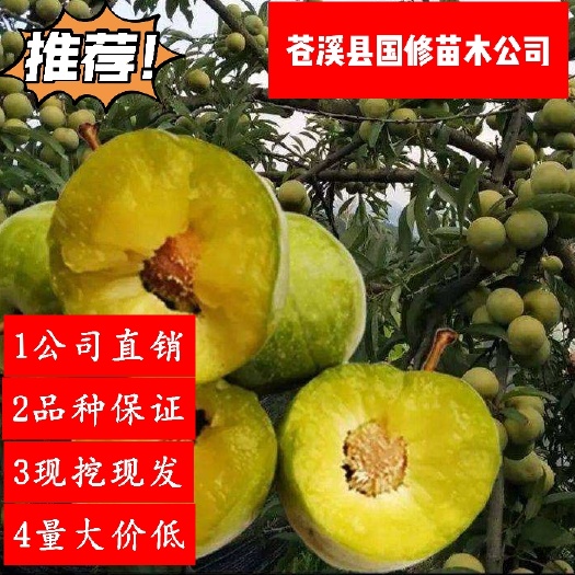 蜂糖李树苗 正品贵州蜂糖李子苗大苗一年结果脆甜免费技术