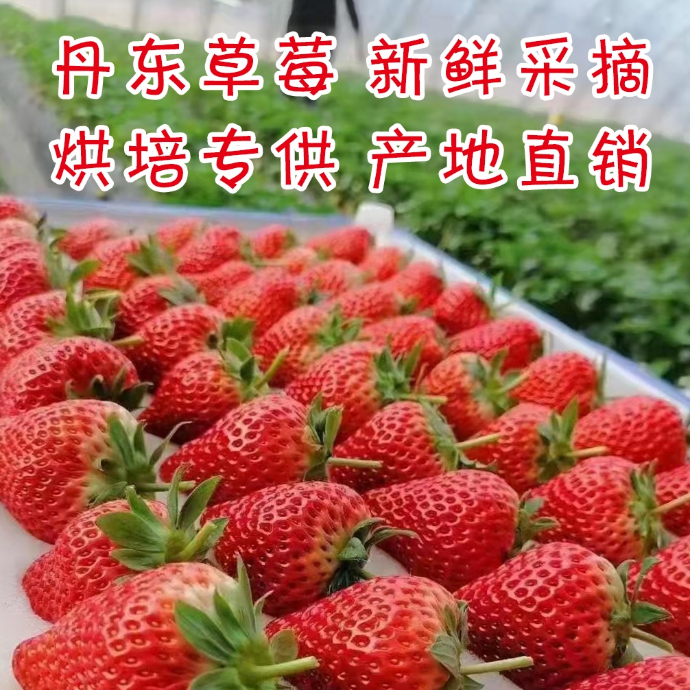 東港市紅顏草莓  丹東東港紅顏九九牛奶草莓精品烘焙紙盒巧克力包裝
