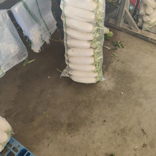 新乐市白萝卜，精品4排，5排，精包装，口感好，水分足，质量有保证。