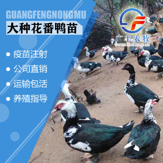 南宁黑番鸭苗 大种大花番鸭苗 白番鸭苗 西洋鸭苗旱鸭苗 包打疫苗