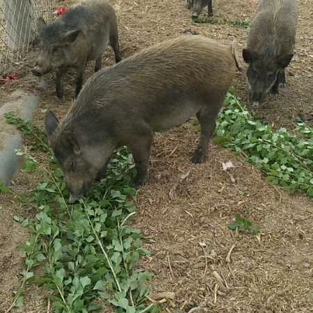 草原黑猪肉5斤包邮 现宰现分割 肉质瘦香