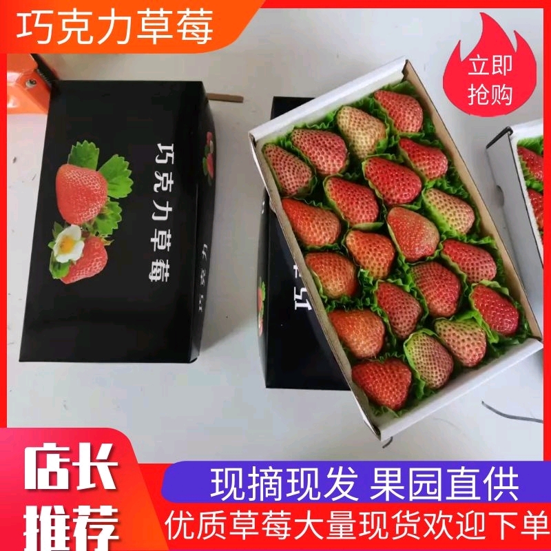 东港市红颜草莓 丹东九九牛奶草莓 烘焙精品巧克力包装 诚招全国批发