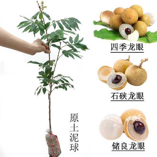 四季蜜龍眼苗  龍眼果樹苗 四季龍眼苗 儲良龍眼石峽龍眼