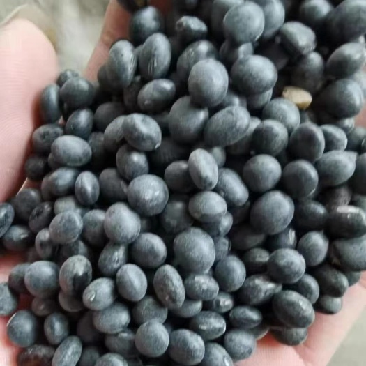 佳县黑大豆  黑豆 高品质   高质量豆子
