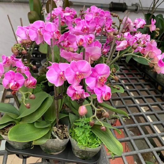  混色优惠蝴蝶兰 75棵/箱，11元/棵，多色混发，出完即止