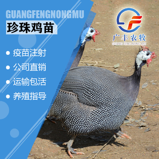 南宁正宗珍珠鸡苗 批发厂家直销 包打疫苗 生龙活虎 容易养