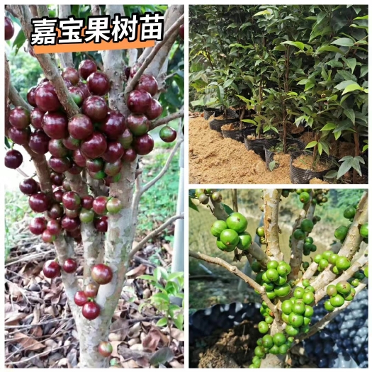 灵山县嘉宝果苗 艾斯卡 四季红妃 沙巴树葡萄  长在树杆上的葡萄