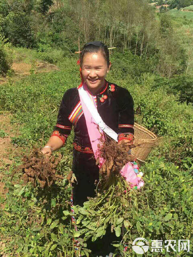 彝山香常年批发云南特产七彩花生花花生老品种