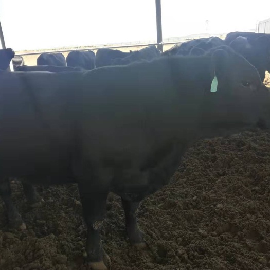 东乌旗 安格斯肉牛，纯草地养殖的安格斯牛，现大量出售5到7月龄的犊牛