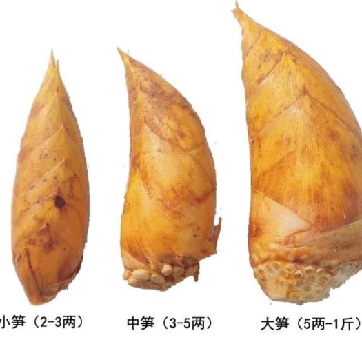 建宁县福建冬笋黄泥笋现挖
